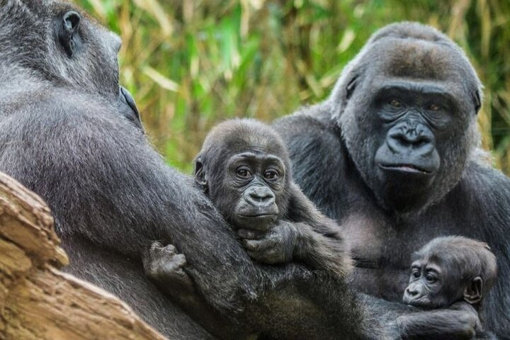 Experience the wonder of family connections in the animal kingdom at the Bronx Zoo where every visit offers unique wildlife encounters and a glimpse into nature's beauty.